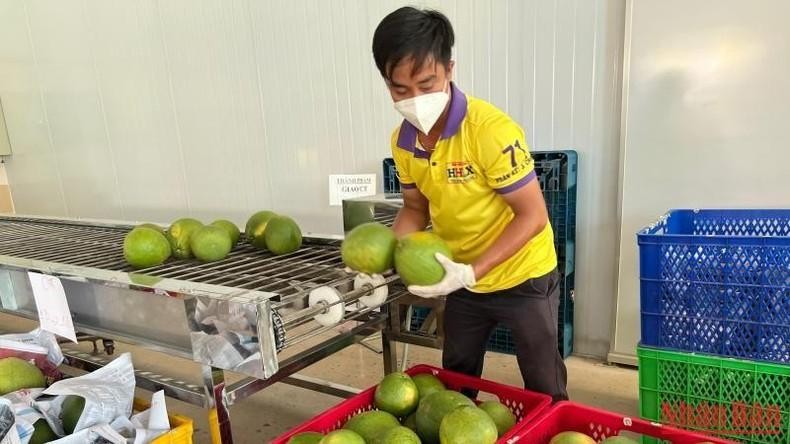 The first batch of green-skinned pomelos grown in Ben Tre will be exported to the US in late November.