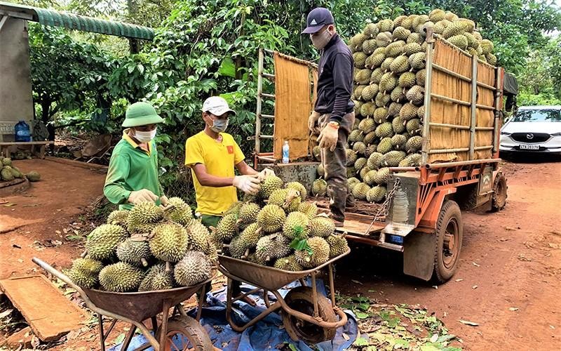 Merchants buy durians in the Central Highlands province of Dak Lak.