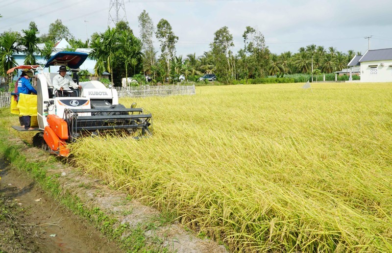 Harvesting rice in the Mekong Delta.