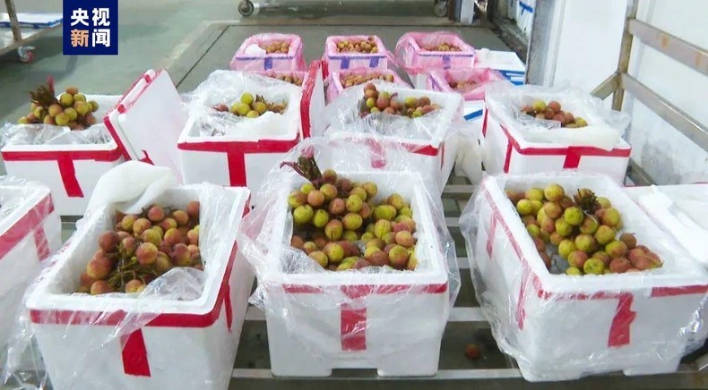 Vietnam's early ripening lychees exported to China. (Photo: CCTV)