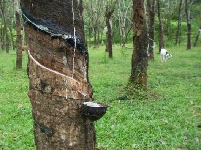 Malaysia's natural rubber production decreased by 3.8 percent to 36,411 tonnes in August from 37,843 tonnes in July, official data showed Friday.