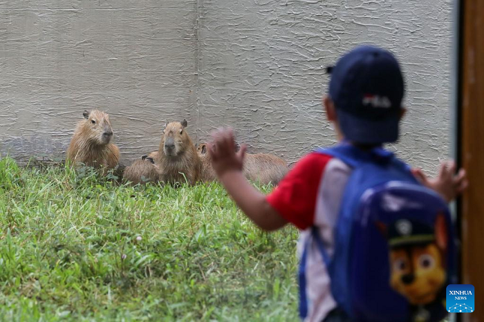 A boy looks at capybaras at the Manila Zoo in Manila, the Philippines, Nov. 21, 2022. The Manila Zoo was reopened to the public after a three-year hiatus as it underwent a complete renovation and served as a venue for the city's COVID-19 vaccination during the pandemic. (Photo: Xinhua) 