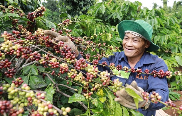 Coffee growing in Dak Lak (Photo: VNA)