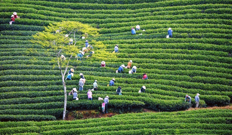 Harvesting tea at Cau Dat Tea Hill, Da Lat City. (Photo: Mai Van Bao)