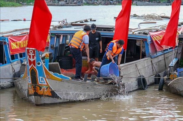 Can Tho releases more than 1 million fish fry to Hau River (Photo: VNA)