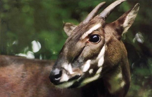 Saola is one of the rarest and most threatened mammals on the planet. (Photo: WWF)