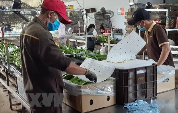 Packaging bananas for export in Ba Ria-Vung Tau. (Photo: VNA)