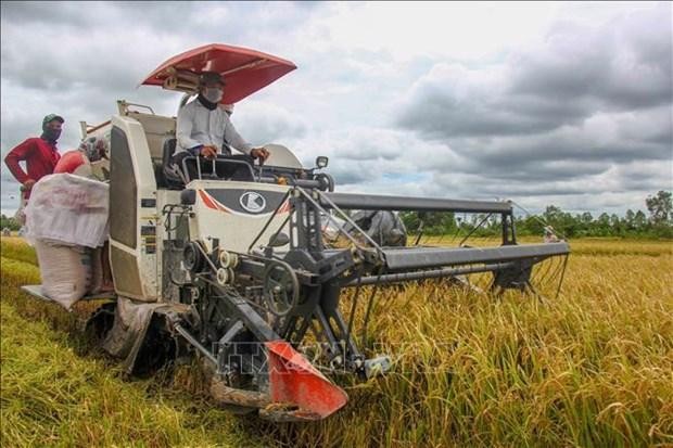 Harvesting rice in Thoi Lai district of Can Tho city (Photo: VNA)