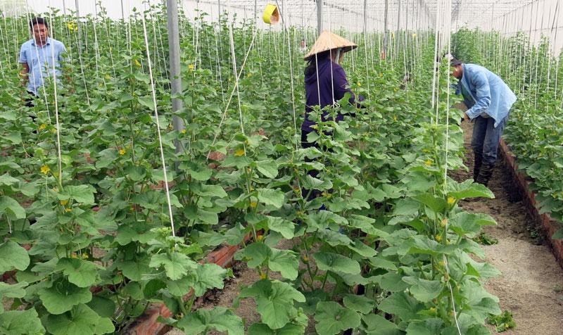 Bac Ninh has been promoting hi-tech agriculture. (Photo: baobacninh.com.vn)