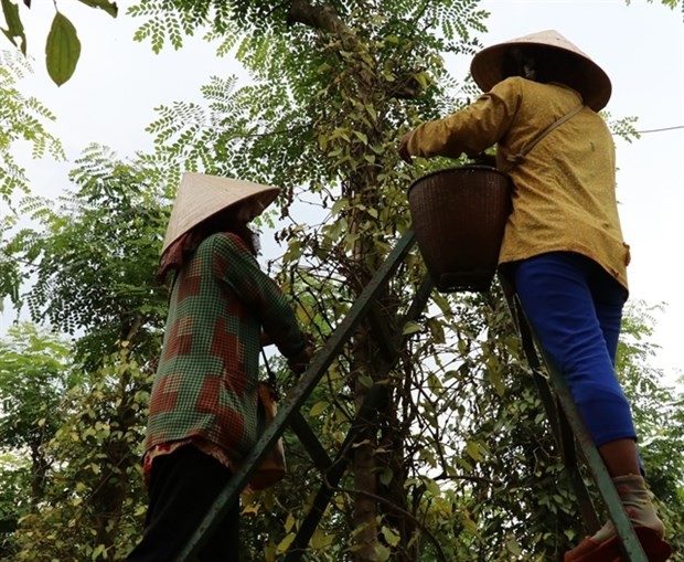 Two farmers harvest pepper in Binh Phuoc province. (Photo: VNA)