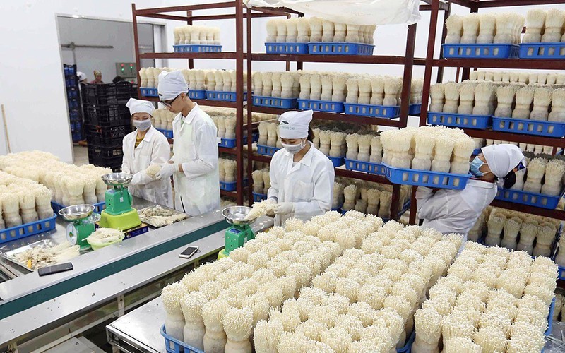 Workers producing enoki mushrooms according to Japanese high technology at Kinoko Thanh Cao Import Export Company Limited in My Duc District, Hanoi. (Photo: Vu Sinh)