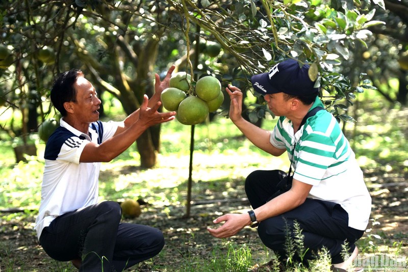 Ngo Van Son, who is considered the “king of pomelos” in Dong Nai, said during this time in previous years, locals were busy preparing pomelos for Tet, but this year they have sold most of the pomelos in the orchards. 