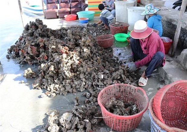 Workers classify oysters after harvesting. (Photo: VNA) 