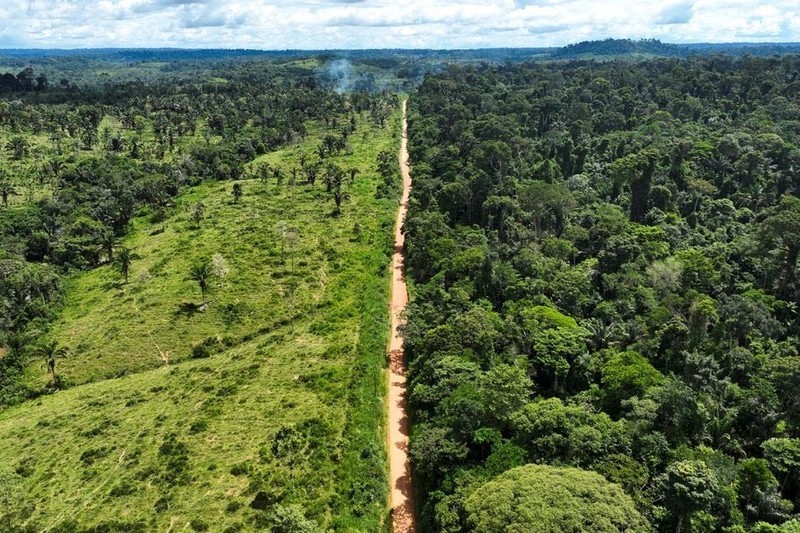 A forest in Brazil. (Photo: Reuters)