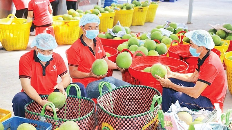 Vina T&T Group's workers checks fruits before the exports. (Photo: Minh Ha)