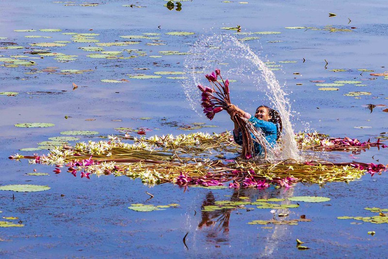 In the midst of the vast fields of water, water lilies jostle against each other. The picture of the floating season is vivid with the touch of pure white water lily petals, while showing off a sweet and gentle purple colour.