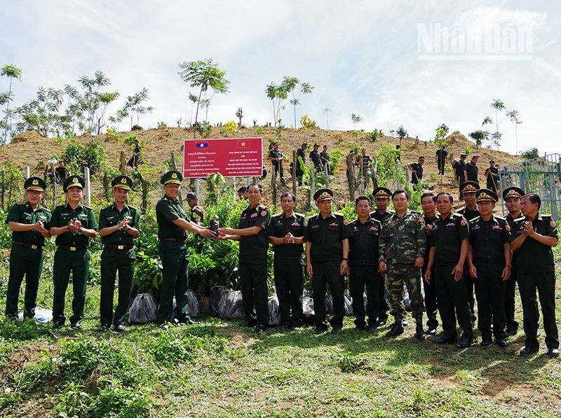 The seedlings are transferred to the Military Command of Houaphanh Province. 