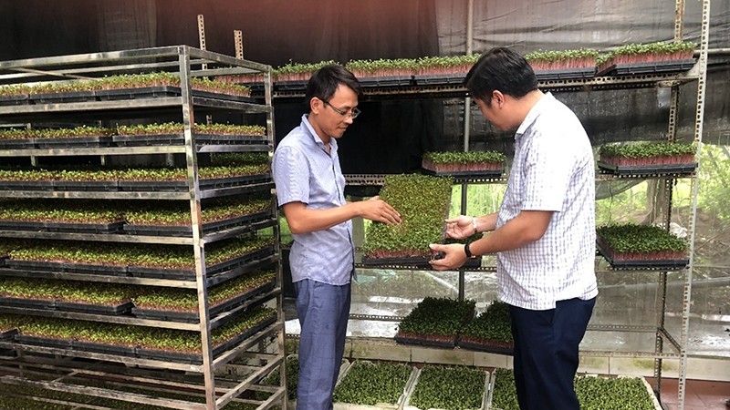 Spouts grown by Thanh Ha Agricultural Service and Production Cooperative in Thuong Tin District, Hanoi, have been recognised as a four-star OCOP product.
