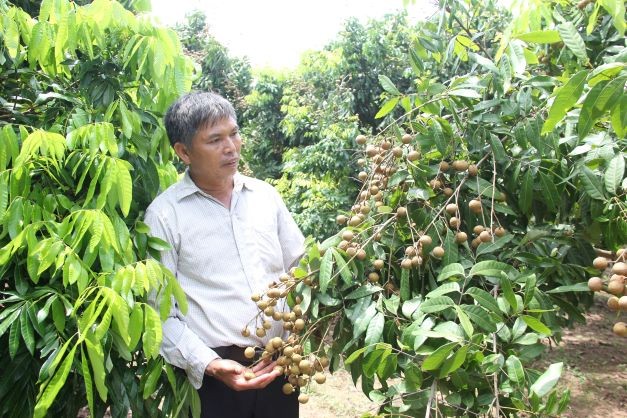 Farmers in Hung Yen City grow longan with high income of over 300 million VND per hectares per yeare. 