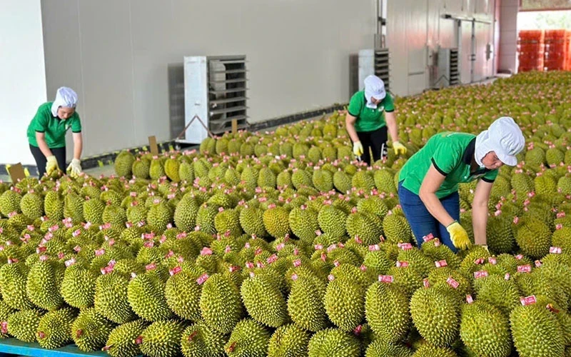 Durians are packed for exports at Chanh Thu Fruit Import-Export Co., Ltd. (Photo: MINH HA)
