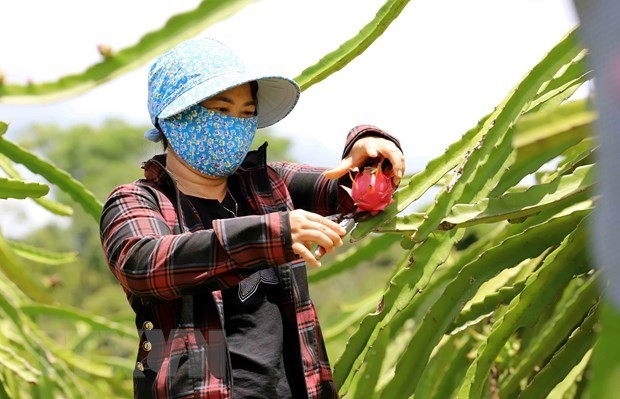 Vietnam now has nearly 55,000ha of dragon fruit farming and harvests an annual output of about 1.3 million tonnes. (Photo: VNA)