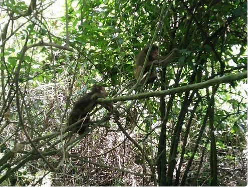 Monkeys at Phong Nha-Ke Bang National Park in the central province of Quang Binh (Photo: VNA) 