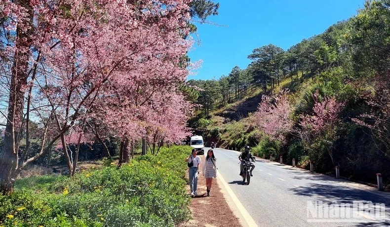 This year’s Tet Festival will take place on the occasion of ‘mai anh dao’ (Prunus Cesacoides) cherry blossoms coming out in full bloom, so Da Lat will be very attractive for visitors. (Photo: MAI VAN BAO)