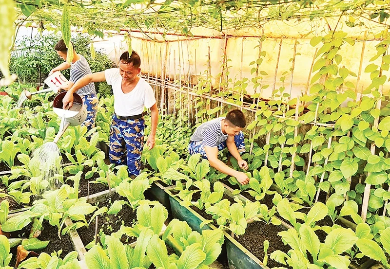 Soldiers at An Bang Island in Truong Sa Island District, Khanh Hoa Province, take care of the vegetable garden.