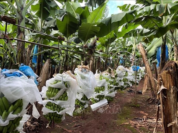Organic banana farming in Gia Lai province (Photo: VNA)