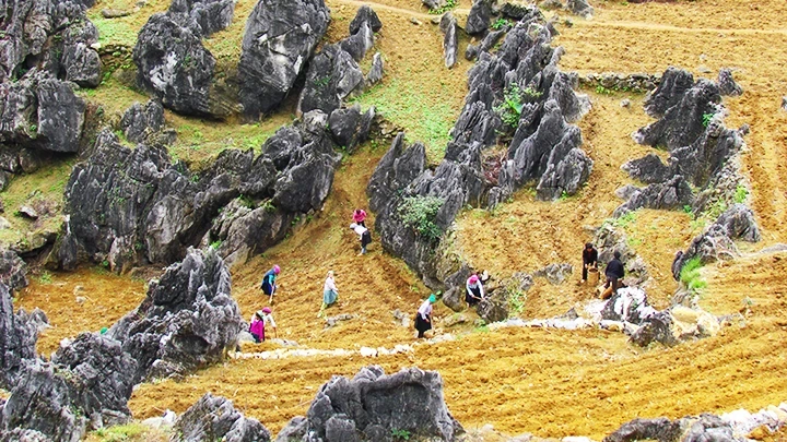 Spring is the season for growing corn on Ha Giang rocky plateau.