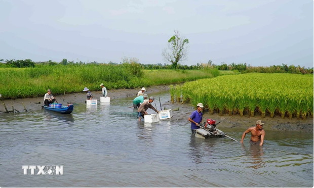 Rice-shrimp farming in An Minh district, the Mekong Delta province of Kien Giang, is a climate change adaptation model. (Photo: VNA)
