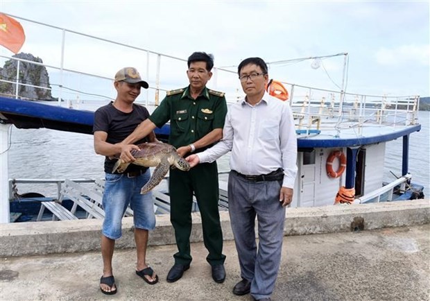 The fish trader (first, left) hands over the sea turtle on April 9. (Photo: VNA)