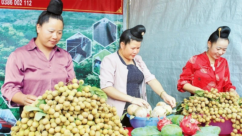 Longan products are harvested from technology application gardens in Song Ma District. (Photo: QUOC TUAN)