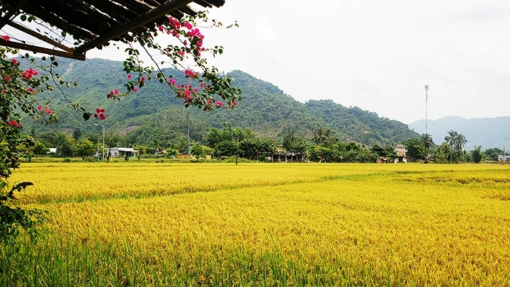 Hoa Bac Commune during ripe rice season