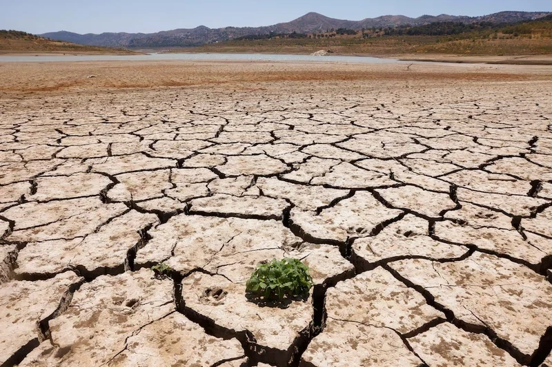 A plant sprouts between the cracked ground of La Vinuela reservoir during a severe drought in La Vinuela, near Malaga, southern Spain August 8, 2022. (Photo: Reuters)