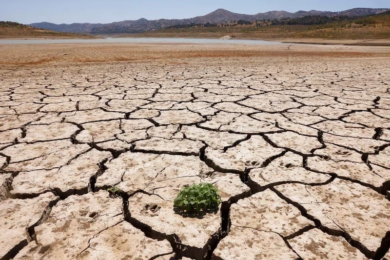A plant sprouts between the cracked ground of La Vinuela reservoir during a severe drought in La Vinuela, near Malaga, southern Spain on August 8, 2022. (Photo: Reuters)