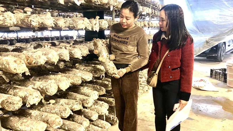 Growing organic mushrooms at Ha Lam Phong Company Limited, Sa Pa Town, Lao Cai Province.