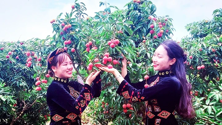 The ripe lychee season in Luc Ngan District (Bac Giang Province)