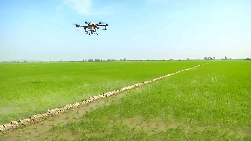 Drone technology applied for spraying pesticides and fertilisers on pilot fields. (Photo: LE PHUONG)