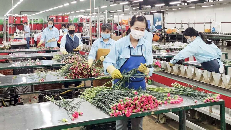 High-tech production of flowers in Da Lat City, Lam Dong Province.