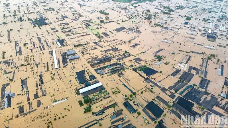 Due to the impact of Typhoon No.3, the water level of the Red River rose rapidly, causing the largest flower and ornamental plant cultivation area in Hung Yen Province, located in Van Giang District, to be submerged under water. (Photo: THAI BINH)