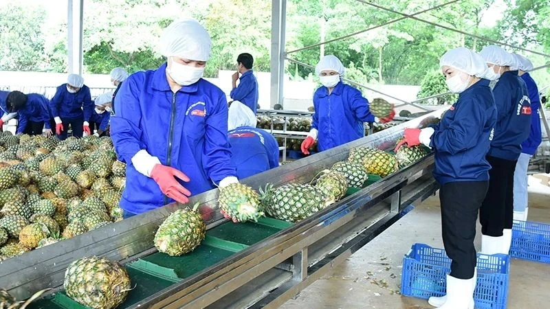 Workers at Dong Giao Food Export Joint Stock Company (Ninh Binh province) process pineapple for exports. (Photo: DUC ANH)