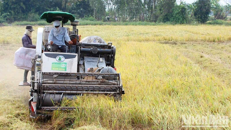 Harvesting rice at Dong Thap province (Photo: HUU NGHIA)