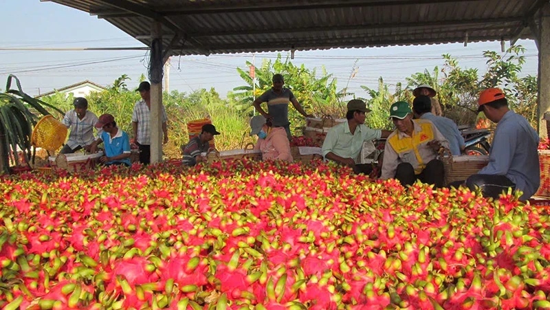 Fruit and vegetables emerged as one of the largest trade surplus sectors during this period. (Photo: nhandan.vn)