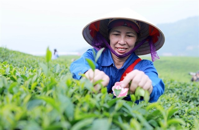 A farmer collects tea leaves in the northern province of Lai Chau. The climate and soil quality in the northern region are suitable for growing tea. (Photo: VNA) 