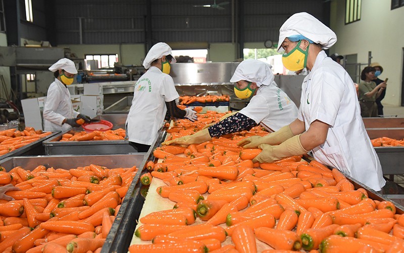 Processing carrots for export at AMEII Vietnam Joint Stock Company in Hai Duong Province. (Photo: DUC KHANH)