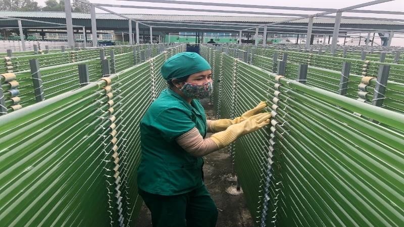 An enterprise has been actively applying technology in the cultivation of spirulina algae. (Photo: HA LINH)