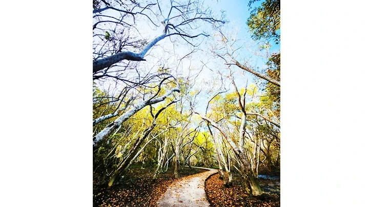 Ru Cha is the only remaining mangrove forest within the vast Tam Giang - Cau Hai lagoon system.