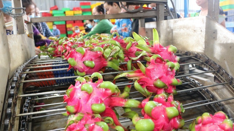 The difference in harvest seasons offers a significant advantage that helps Vietnamese fresh fruits and vegetables in penetrating the Swedish market, especially regarding tropical fruit products. (Photo: VNA)