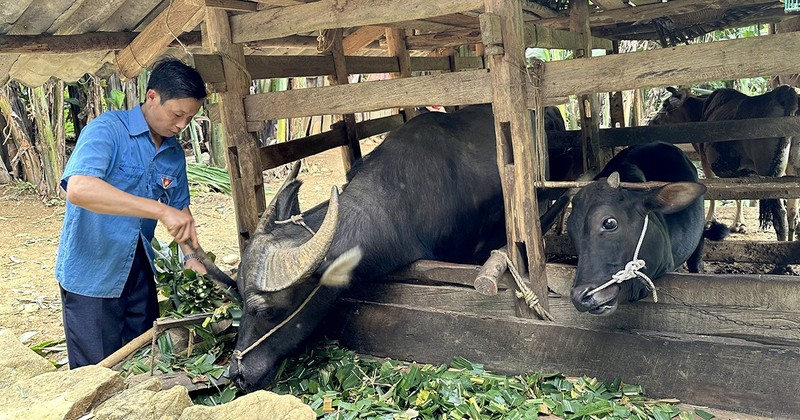 With local government support in the form of cattle for production, the income of Ly Van No’s family in Thuong Thon Commune, Ha Quang District, Cao Bang Province, has gradually improved. (Photo: HA NHAN)